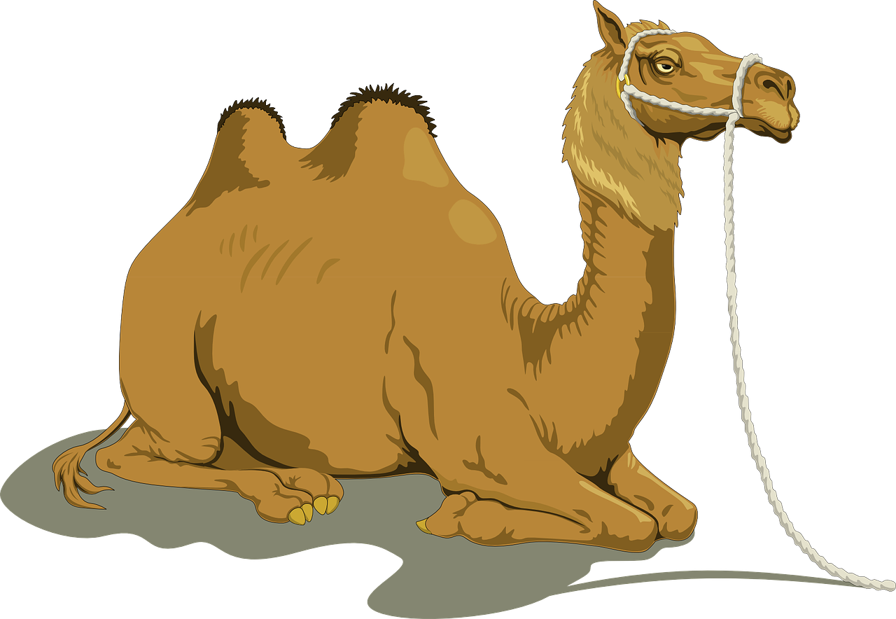 a camel sitting on the ground with a rope in its mouth, an illustration of, by Hugh Hughes, shutterstock, rasquache, on a black background, caramel, thick tail, full color illustration