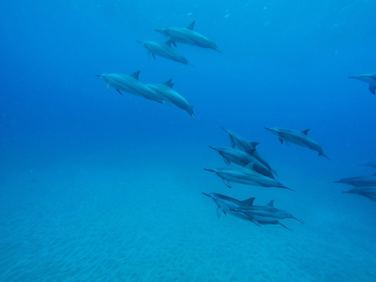 a group of dolphins swimming in the ocean, by Robert Jacobsen, hurufiyya, 4 k photo, hawaii, ultra wide shot, karolina cummings