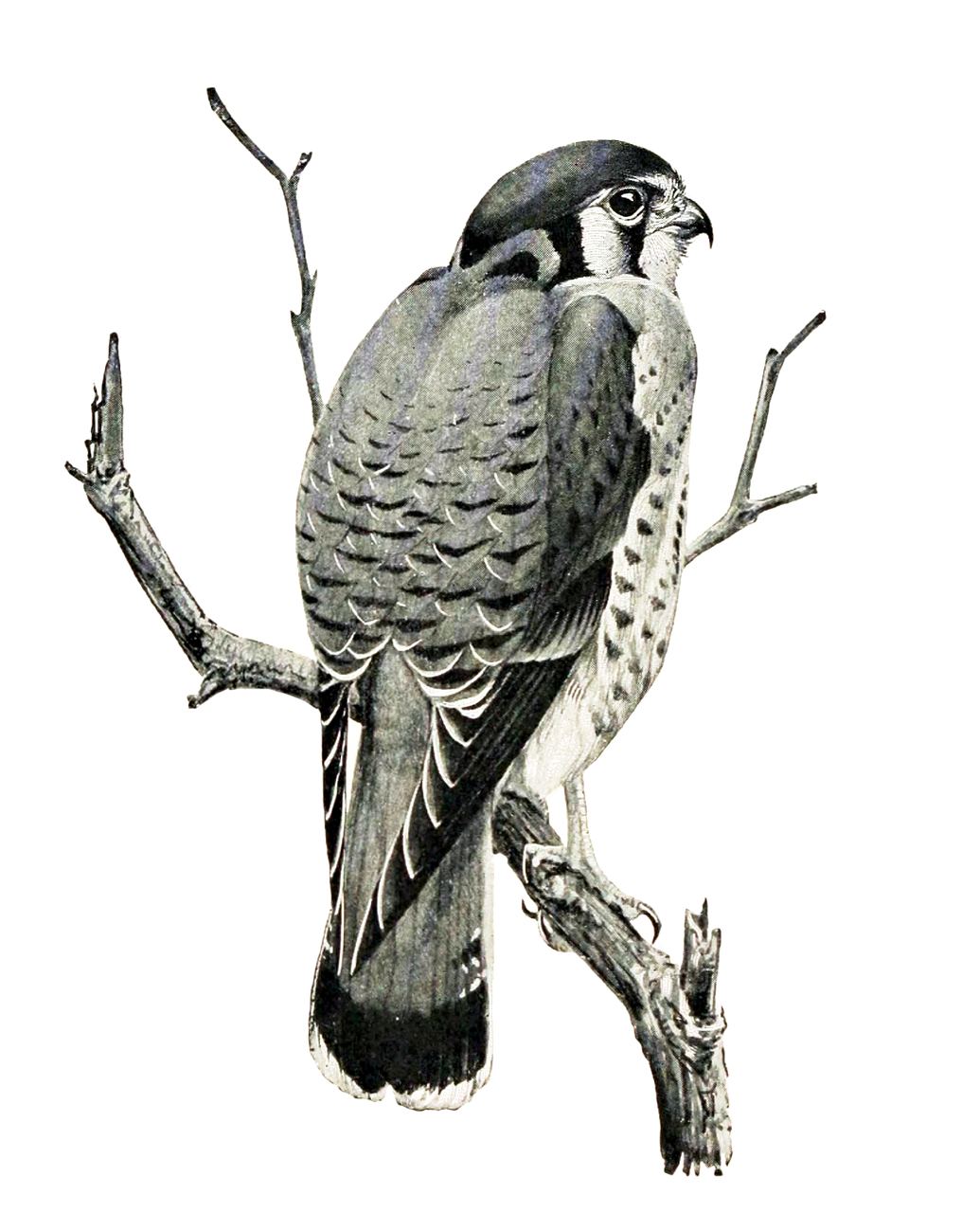 a drawing of a bird perched on a branch, inspired by John James Audubon, surrealism, engraved texture, falcon, photo taken at night, reptile