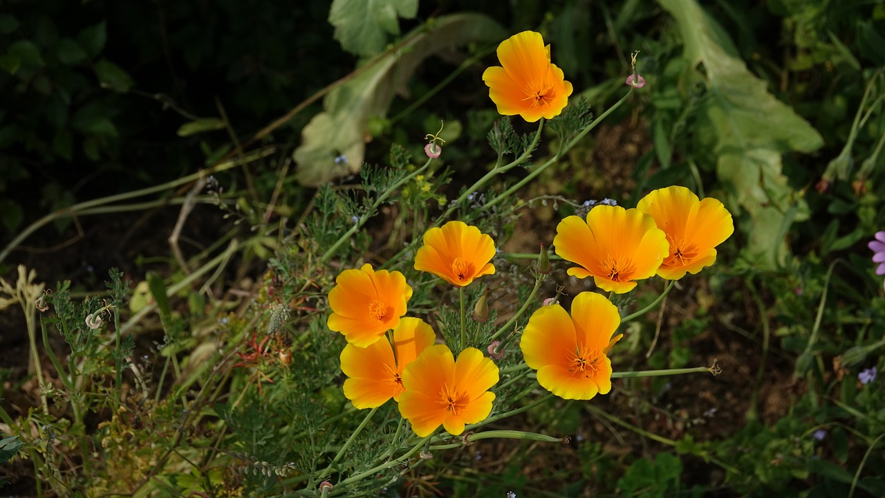a group of yellow flowers sitting on top of a lush green field, a portrait, by Robert Brackman, flickr, poppies, orange blooming flowers garden, on a dark background, california;
