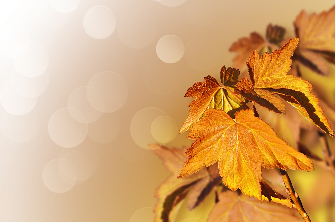 a close up of some leaves on a tree, a picture, by Maksimilijan Vanka, pixabay, digital art, relaxed. gold background, soft diffuse autumn lights, maple syrup highlights, golden background with flowers