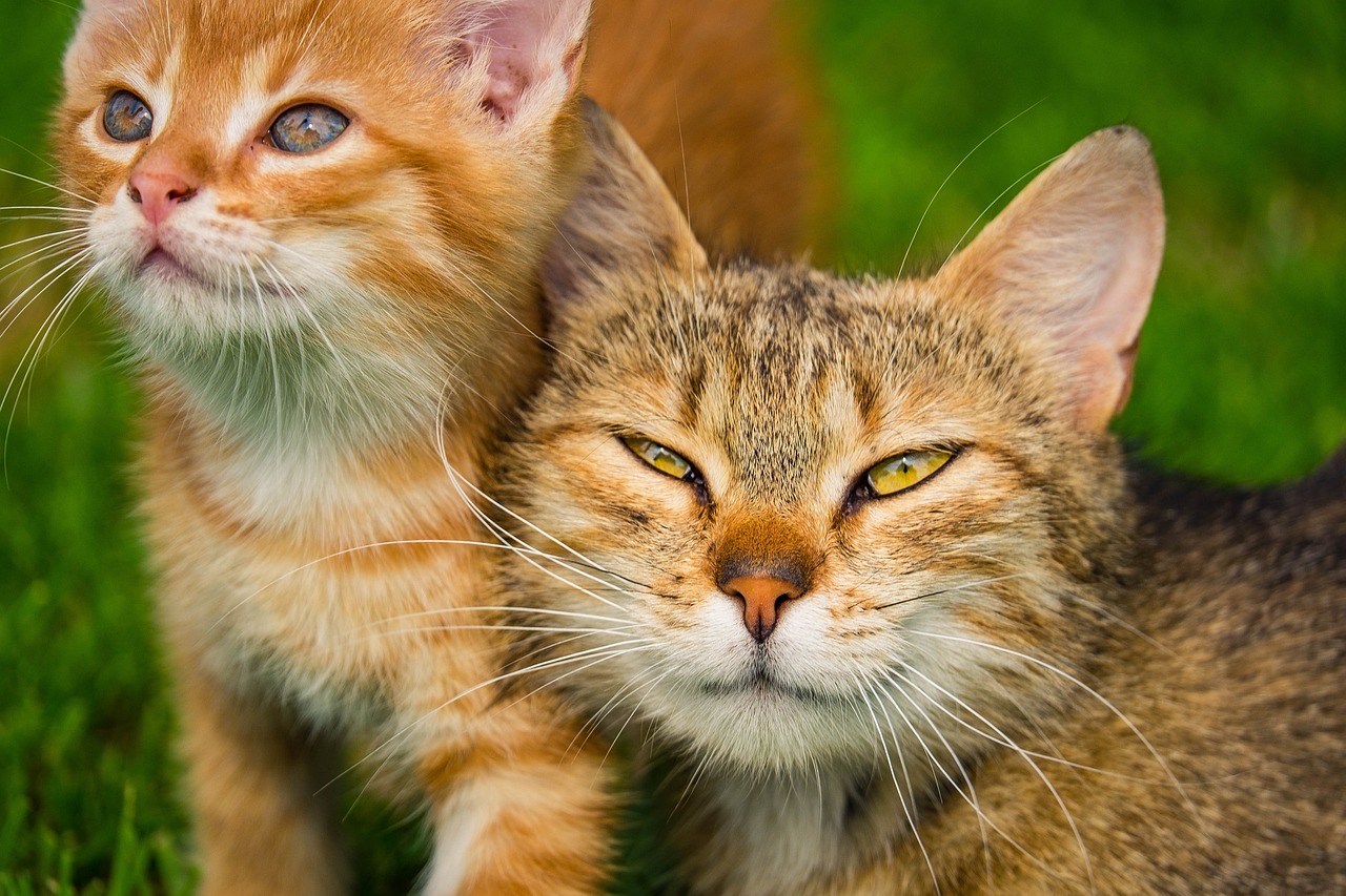 a couple of cats standing on top of a lush green field, a picture, by Ivan Grohar, shutterstock, realism, closeup faces, closeup 4k, the cat is orange, family photo