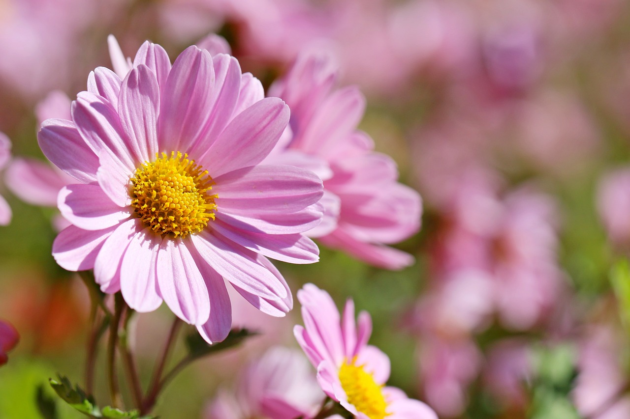 a close up of a bunch of pink flowers, by Rhea Carmi, chamomile, garden with flowers background, cosmos, sun is shining
