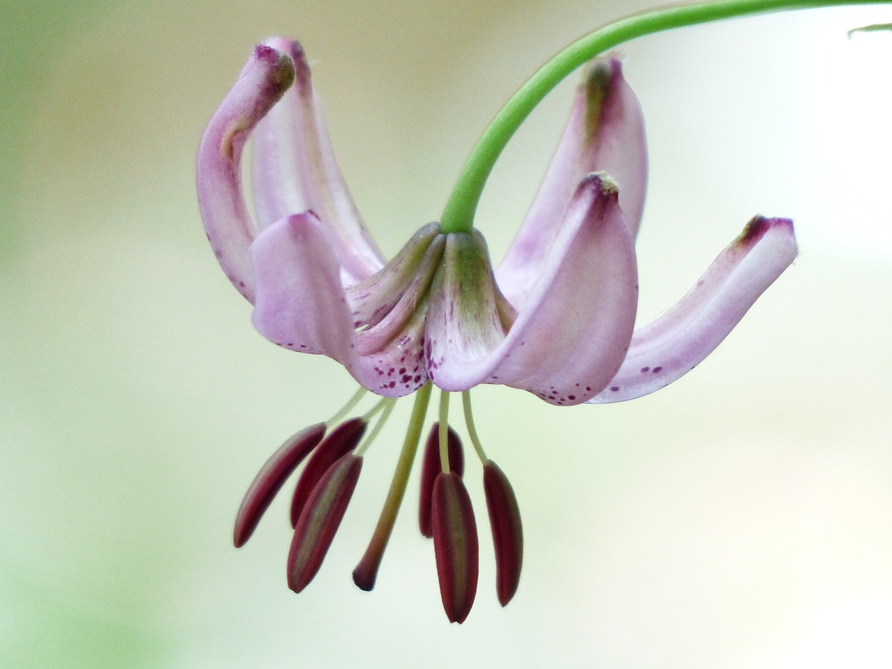 a close up of a flower on a stem, flickr, exotic lily ears, honeysuckle, closeup photo