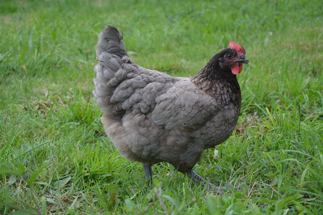 a chicken that is standing in the grass, flickr, renaissance, steel gray body, gorgeous female, muck, chilean