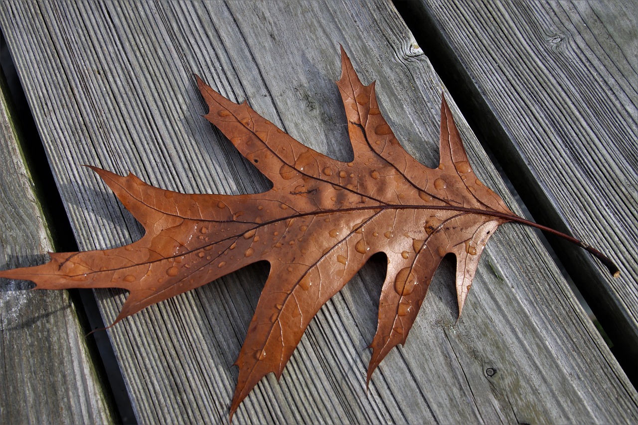 a close up of a leaf on a wooden surface, by Jon Coffelt, pexels, photorealism, photorealistic - h 6 4 0, oak leaves!!, just after rain, leathery