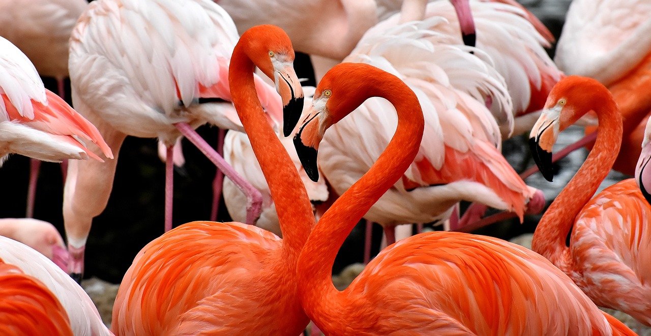 a group of flamingos standing next to each other, by Walenty Wańkowicz, pixabay, romanticism, forming a heart with their necks, kissing together cutely, closeup portrait shot, 🦩🪐🐞👩🏻🦳