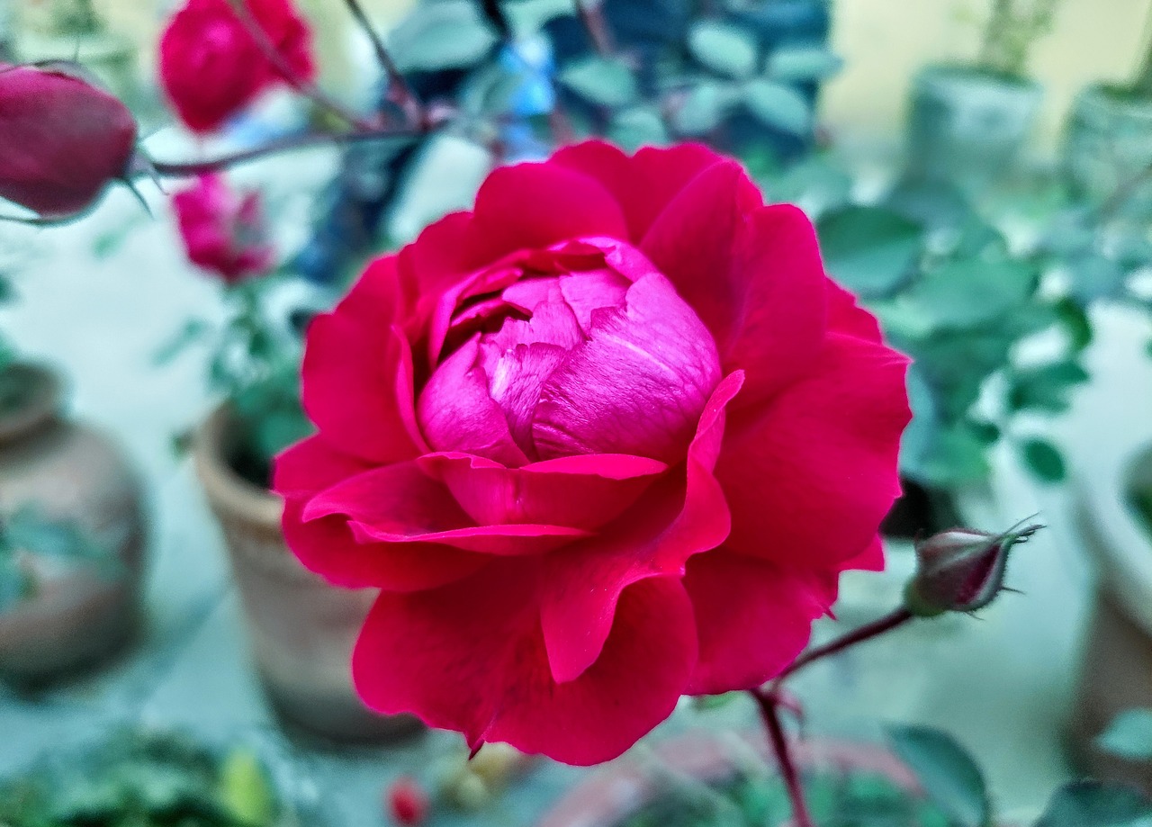 a close up of a flower in a pot, romanticism, rich deep pink, red rose, above side view, 😃😀😄☺🙃😉😗