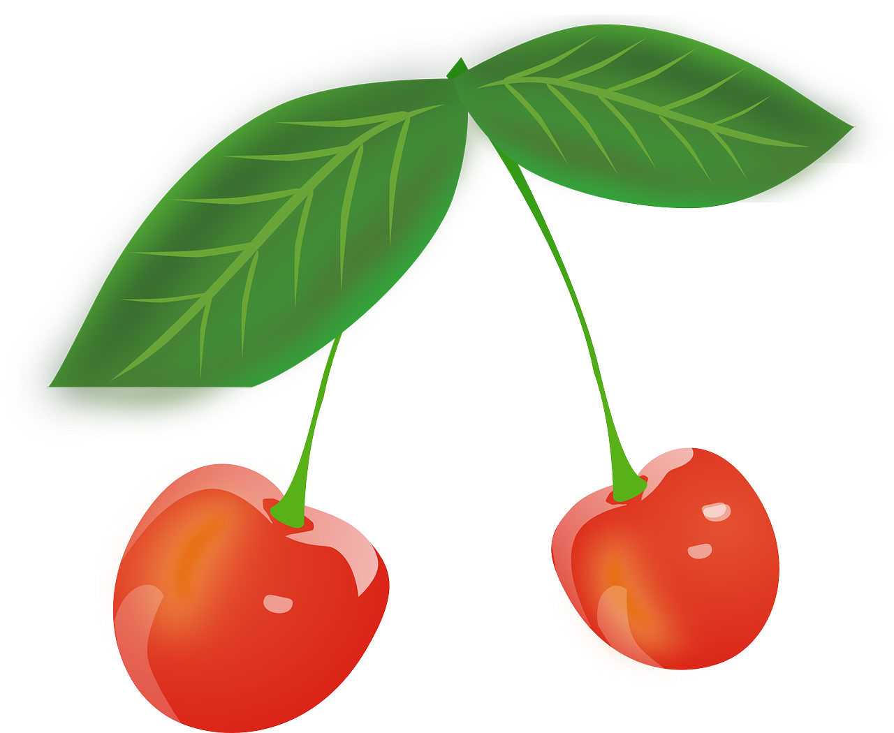 two cherries with leaves on a white background, a digital rendering, pixabay, sōsaku hanga, four legged, with out shading, big leaves, yard