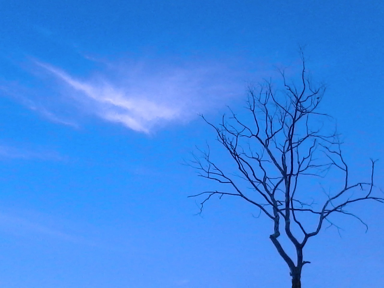 a lone tree is silhouetted against a blue sky, inspired by Rene Magritte, flickr, ((oversaturated)), angels in the sky, thin blue arteries, reminded me of the grim reaper