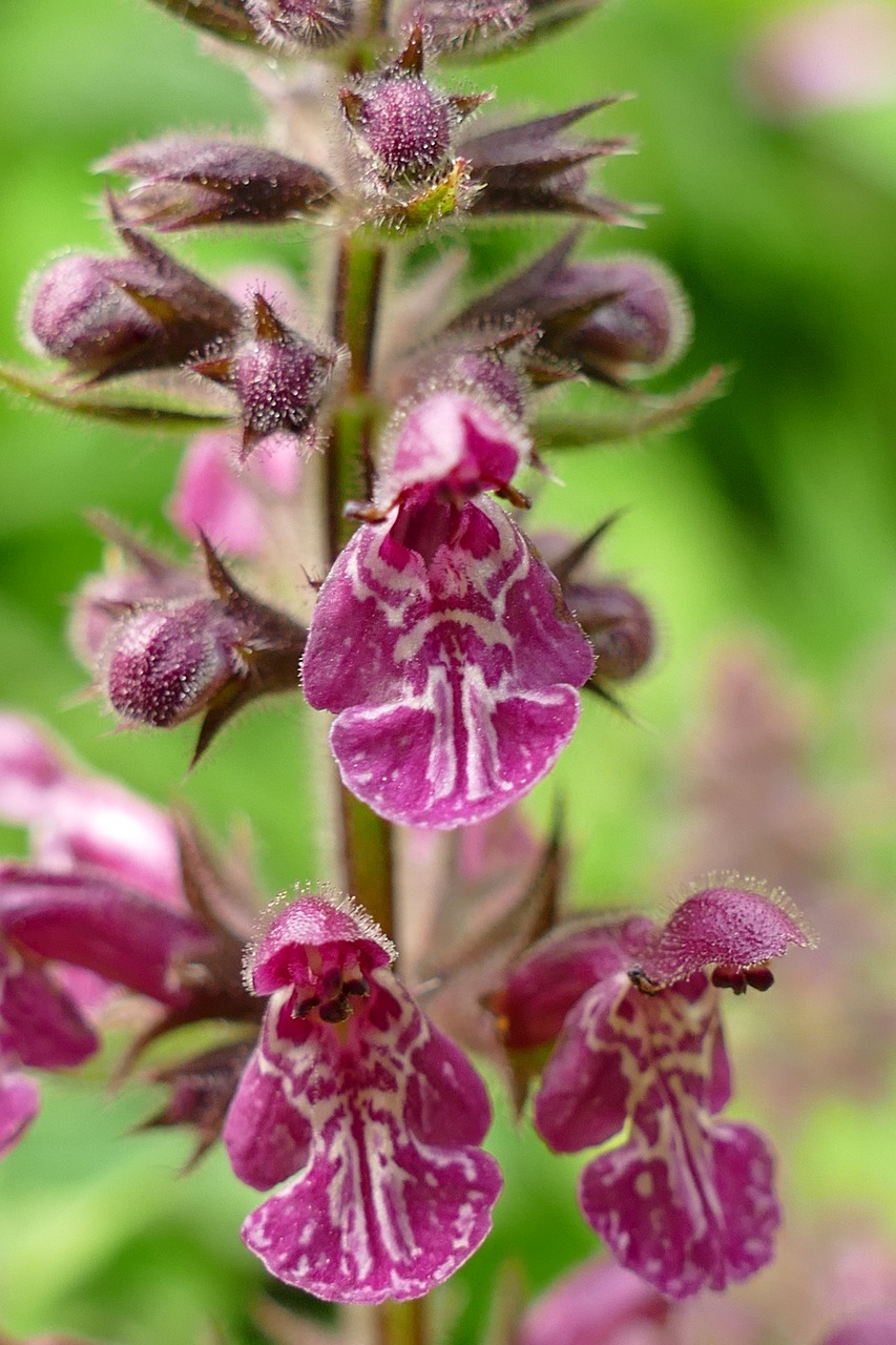 a close up of a plant with pink flowers, a macro photograph, by Dietmar Damerau, shutterstock, renaissance, sepals forming helmet, in salvia divinorum, very very well detailed image, shaded