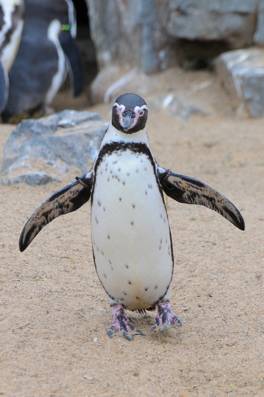 a penguin standing on top of a sandy ground, a portrait, by Robert Brackman, shutterstock, 2 arms and 2 legs!, bumpy mottled skin, his arms spread. ready to fly, cutie