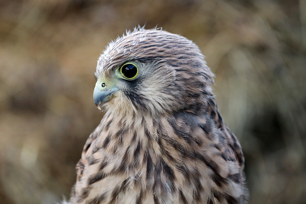 a close up of a bird of prey, a portrait, by Robert Brackman, pexels, portrait of merlin, young female, highly detailed!, depth of field”