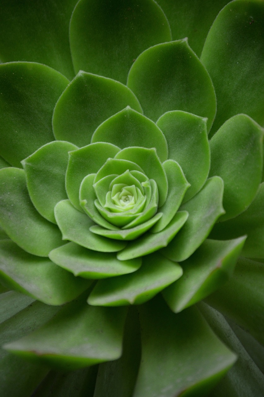 a close up view of a green plant, a picture, by Alexander Scott, rosette, centerpiece symmetry, sandy green, professional