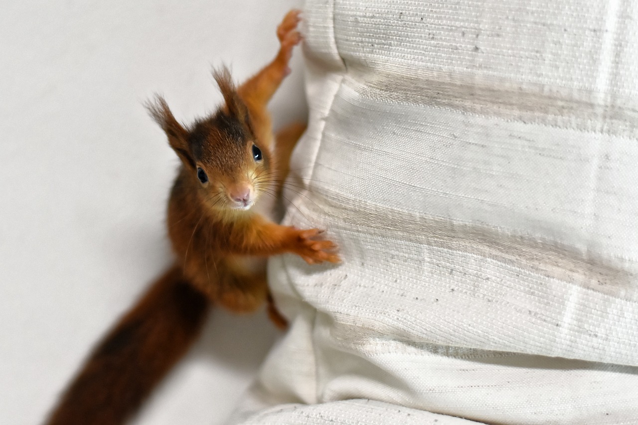 a small squirrel sitting on top of a white blanket, a photo, reportage photo, jumping towards viewer, mid shot photo