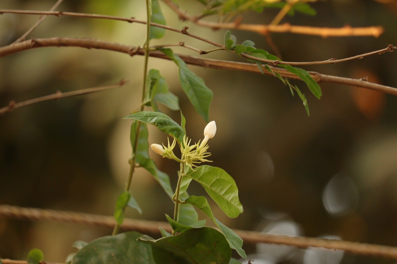 a close up of a flower on a tree branch, hurufiyya, river with low hanging plants, kalighat, 5 5 mm photo