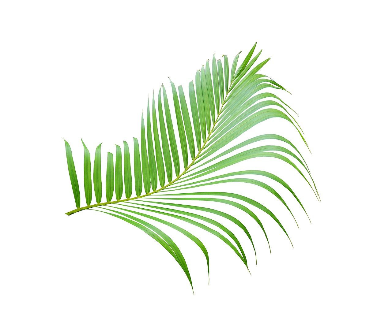 a close up of a palm leaf on a white background, an illustration of, by Maeda Masao, shutterstock, flame ferns, above side view, isolated on white background, top angle view