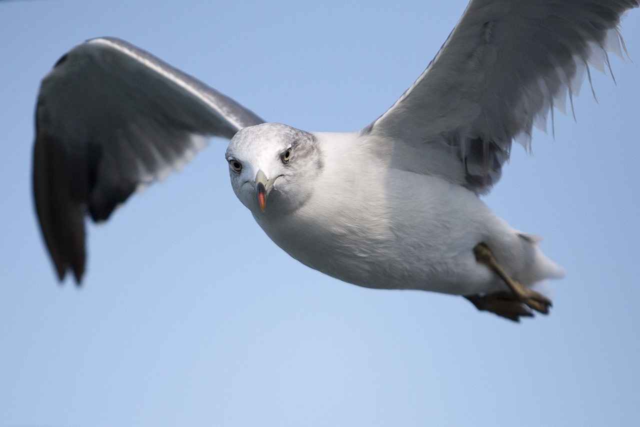 a close up of a bird flying in the sky, a portrait, by Jan Rustem, with a white muzzle, seagull, white muzzle and underside, birdeye
