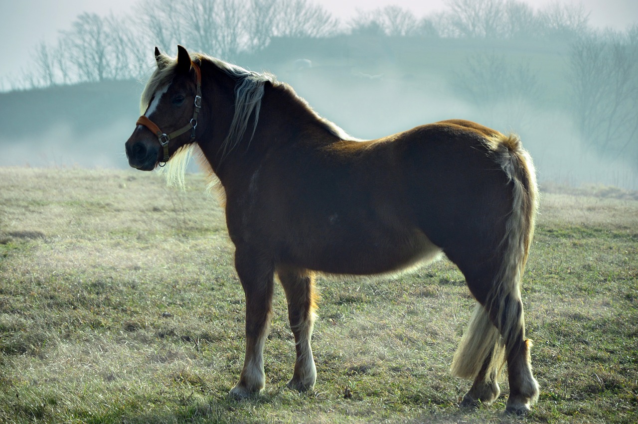 a brown horse standing on top of a grass covered field, a pastel, by Istvan Banyai, pixabay, romanticism, small blond goatee, fogy, my little pony, backlit glow