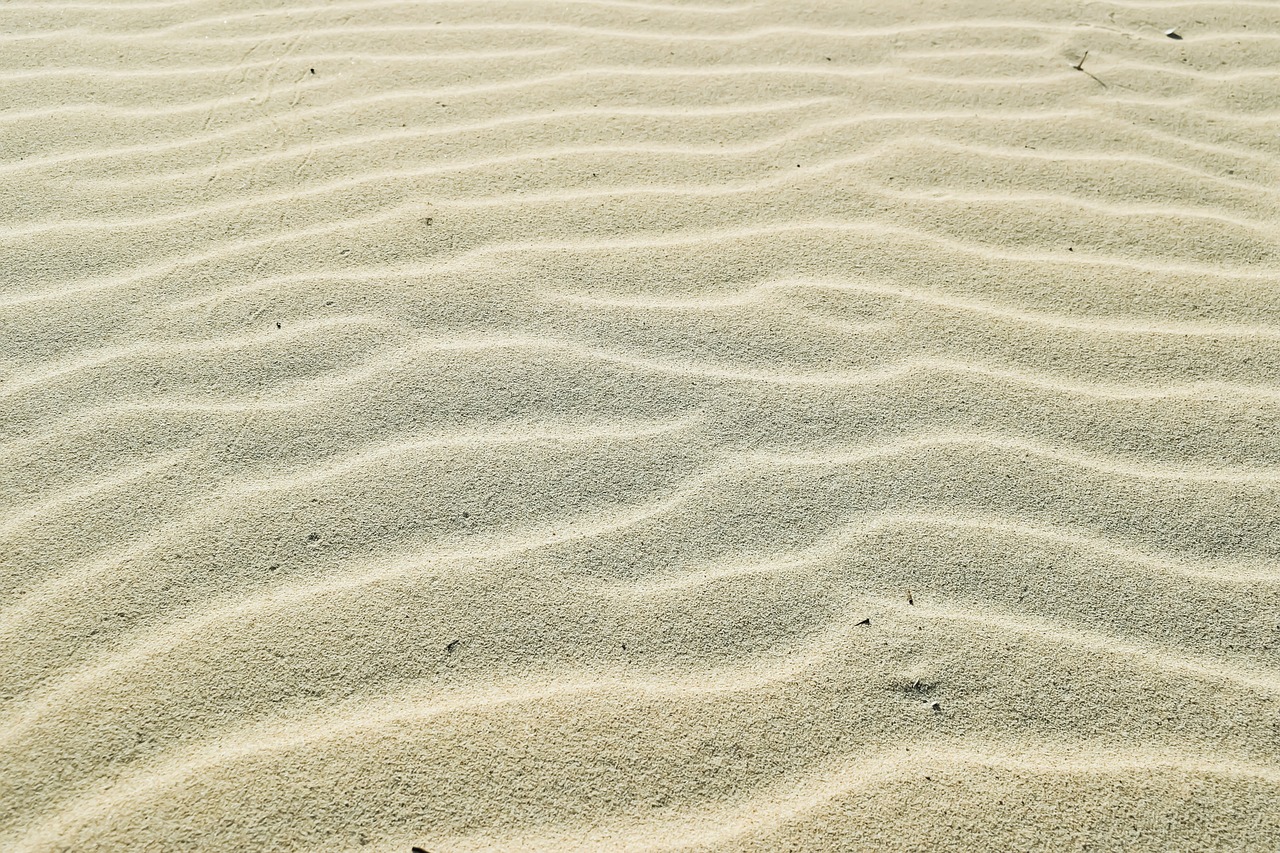 a bird sitting on top of a sandy beach, minimalism, pattern, sinuous, iphone photo, very detailed picture
