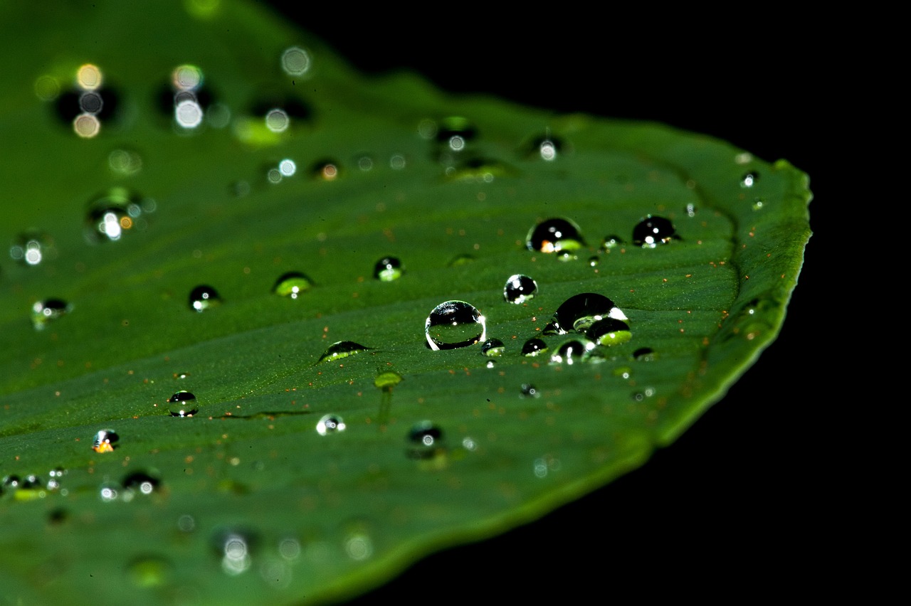a close up of water droplets on a leaf, by Jan Rustem, pixabay, against a deep black background, pearls of sweat, shades of green, very shallow depth of field