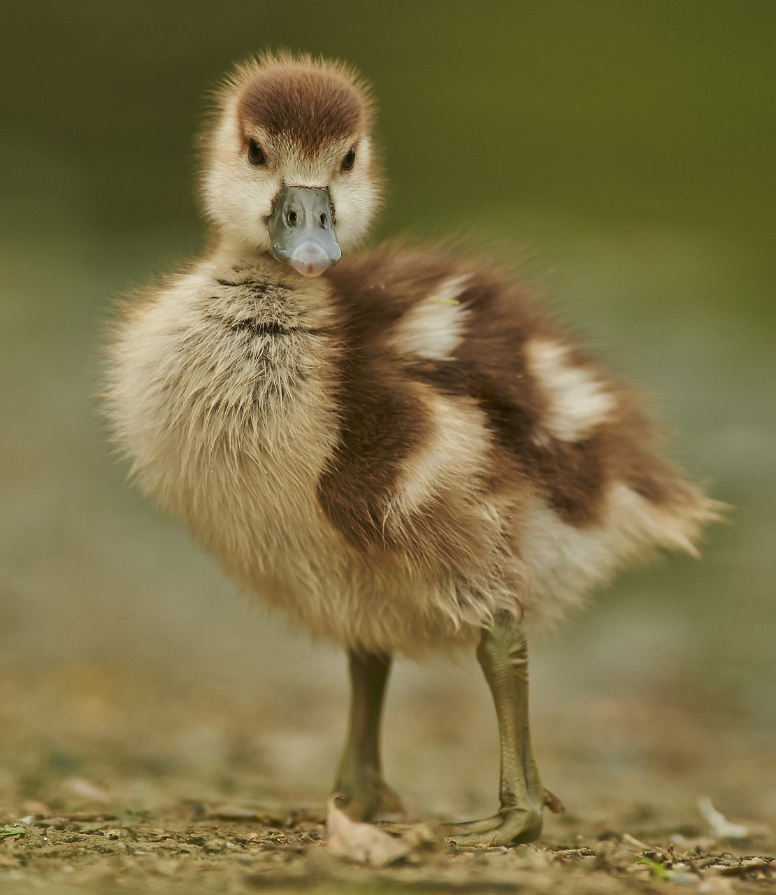 a close up of a small bird on a dirt ground, shutterstock, hurufiyya, cute goose, calf, epic stance, high res photo