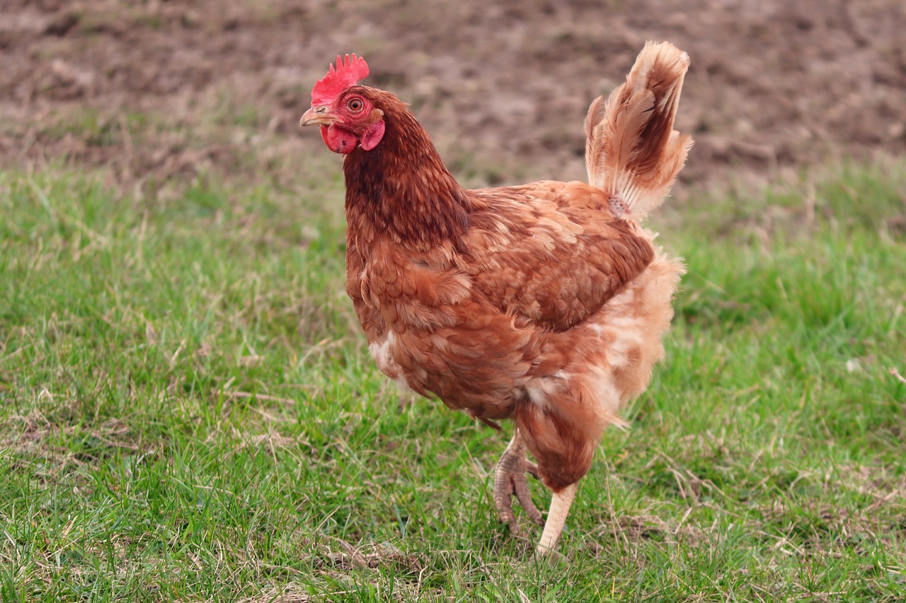 a brown chicken standing on top of a lush green field, renaissance, reddish - brown, standing on two legs, fur with mud, red skinned