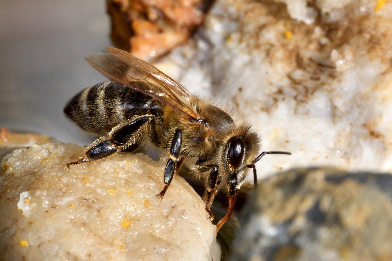 a close up of a bee on a rock, a macro photograph, by Robert Brackman, figuration libre, wearing honey, immature, grizzled, full lenght shot
