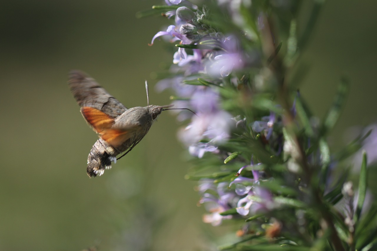 a hummingbird flying close to a purple flower, by Robert Brackman, hurufiyya, sage, moth, some purple and orange, medium shot taken from behind