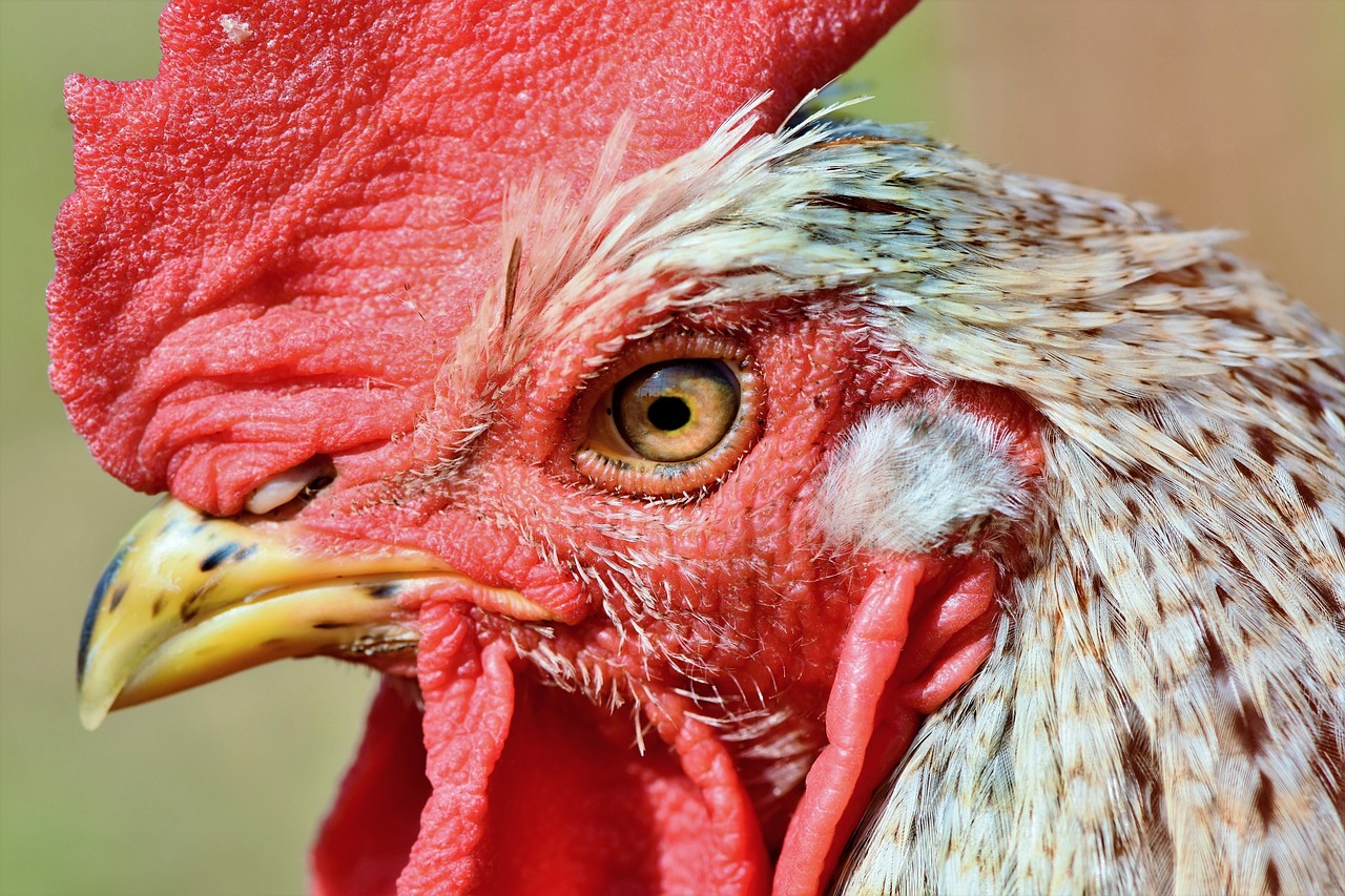 a close up of a red rooster's head, a portrait, pixabay, an eye, chicken, uhd face details, 4 0 9 6