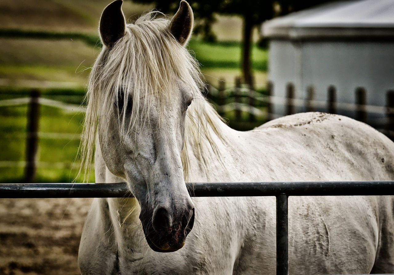 a white horse standing behind a metal fence, by Alexander Robertson, pixabay, renaissance, ash blond greyish hair, post-processed, mustang, grain”