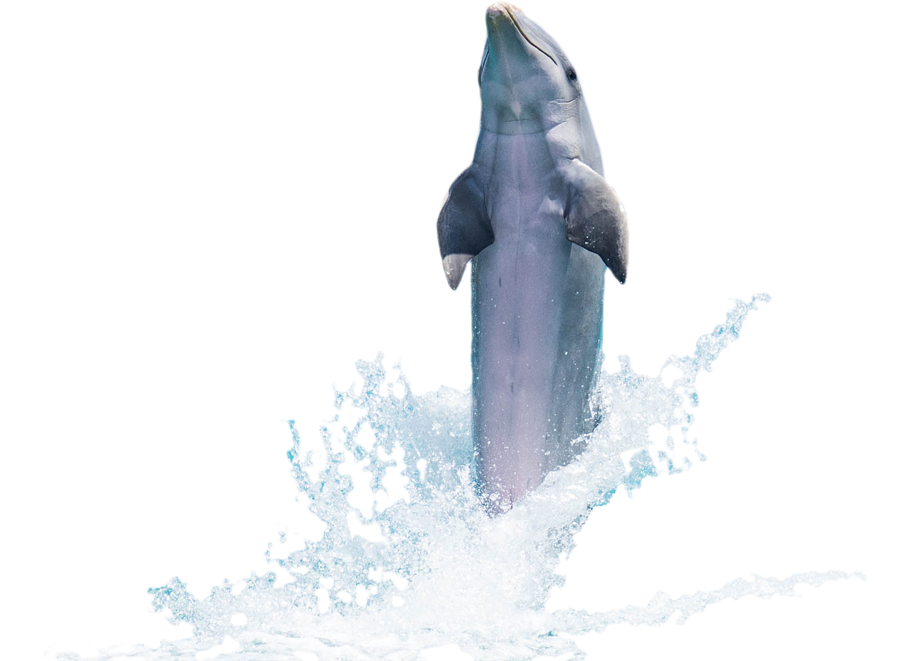 a dolphin is jumping out of the water, a raytraced image, hurufiyya, winning photograph, with a black background, high res photo, camera photo