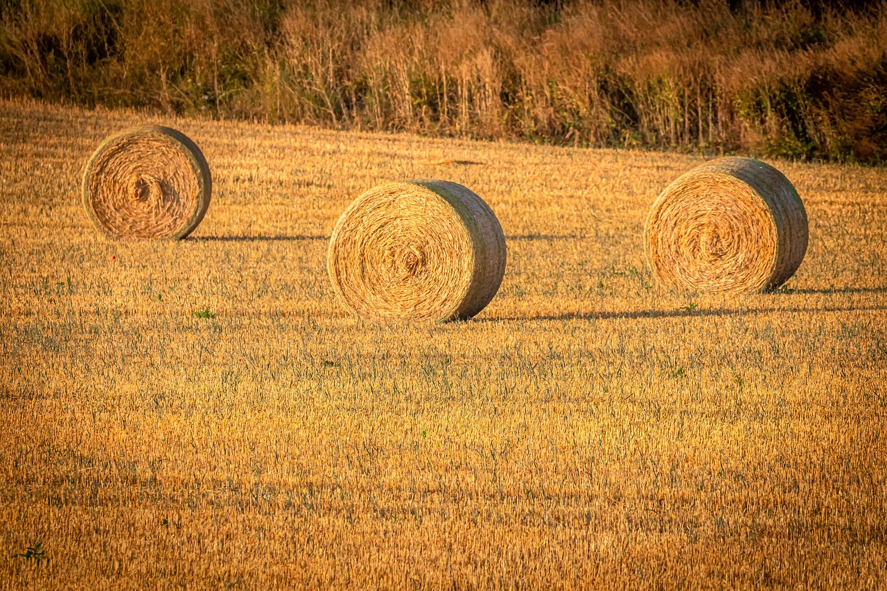 three hay bales in a field with trees in the background, a stock photo, inspired by David Ramsay Hay, shades of gold display naturally, shot on nikon z9, crop circles, november