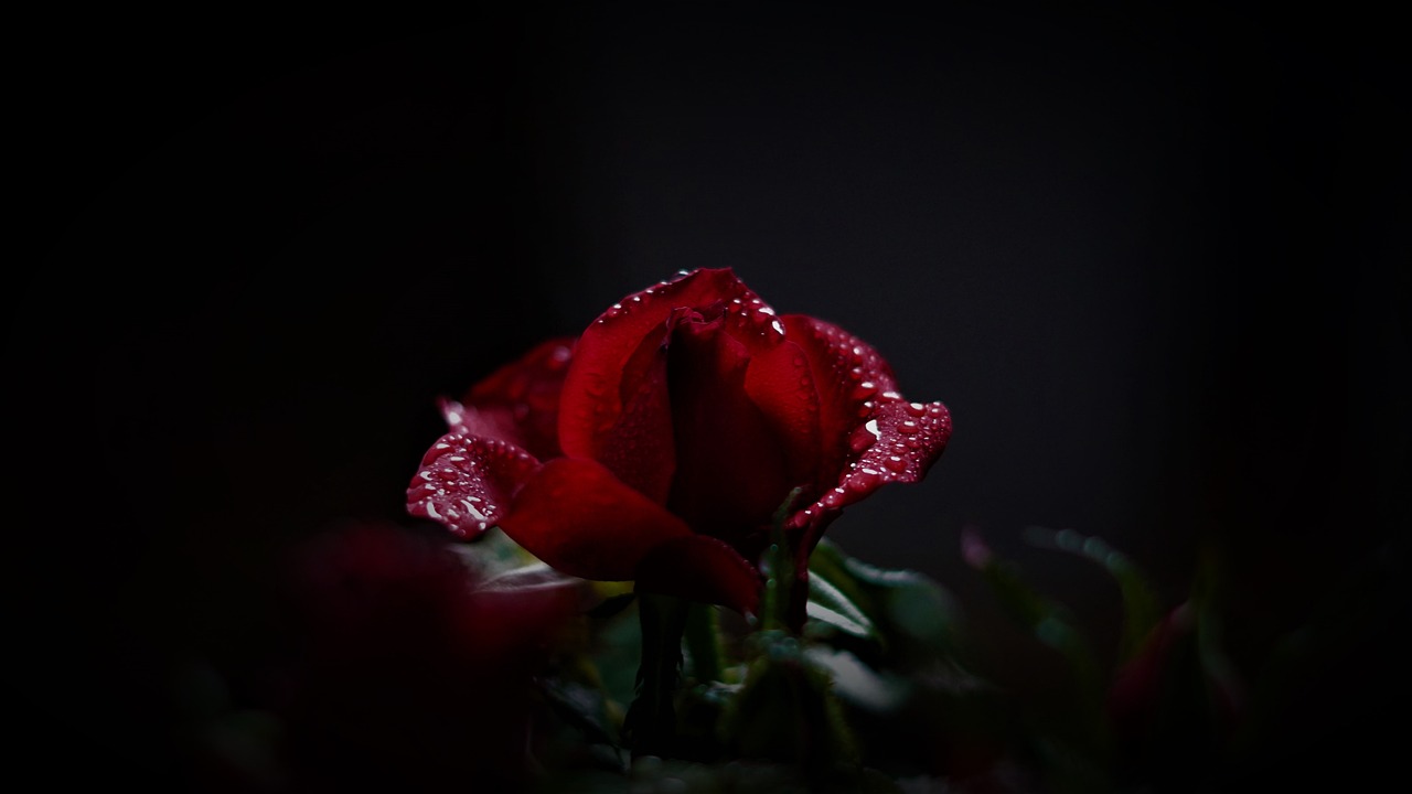 a red rose with water droplets on it, unsplash, romanticism, dark wallpaper, 4k vertical wallpaper, terrified 👿, sakimi