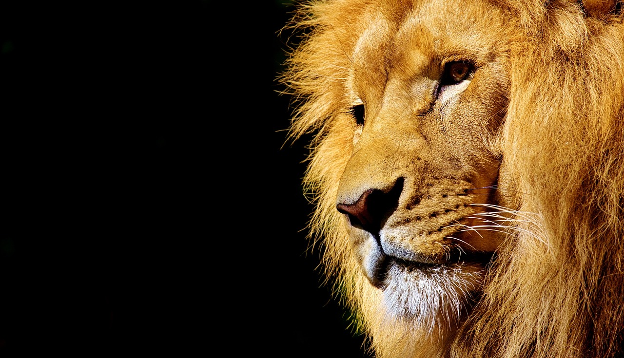 a close up of a lion's face on a black background, trending on pixabay, right side profile, mobile wallpaper, intense sunlight, plain background