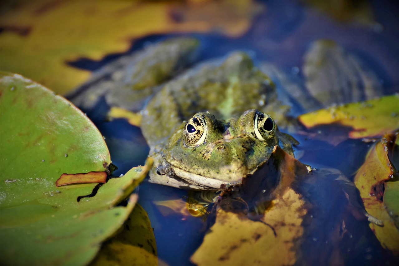 a frog that is sitting in some water, a photo, shutterstock, pond with frogs and lilypads, highly detailed saturated, closeup at the face, high res photo