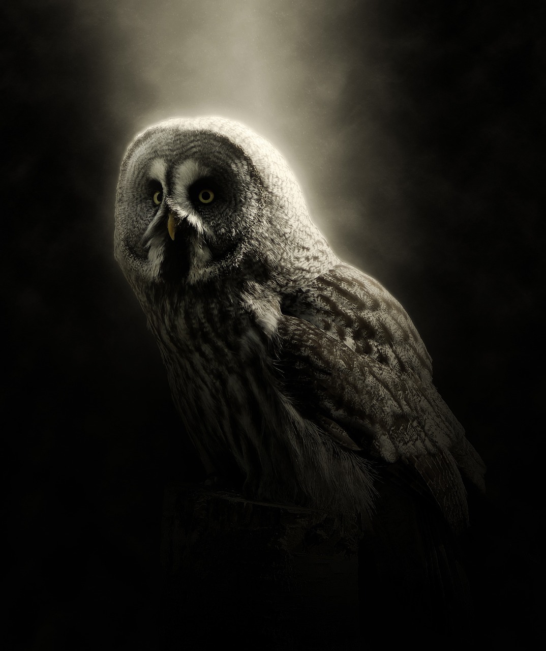 a black and white photo of an owl, by Darek Zabrocki, digital art, great cinematic lighting, spotlight, marmoset render, dimly lit scene
