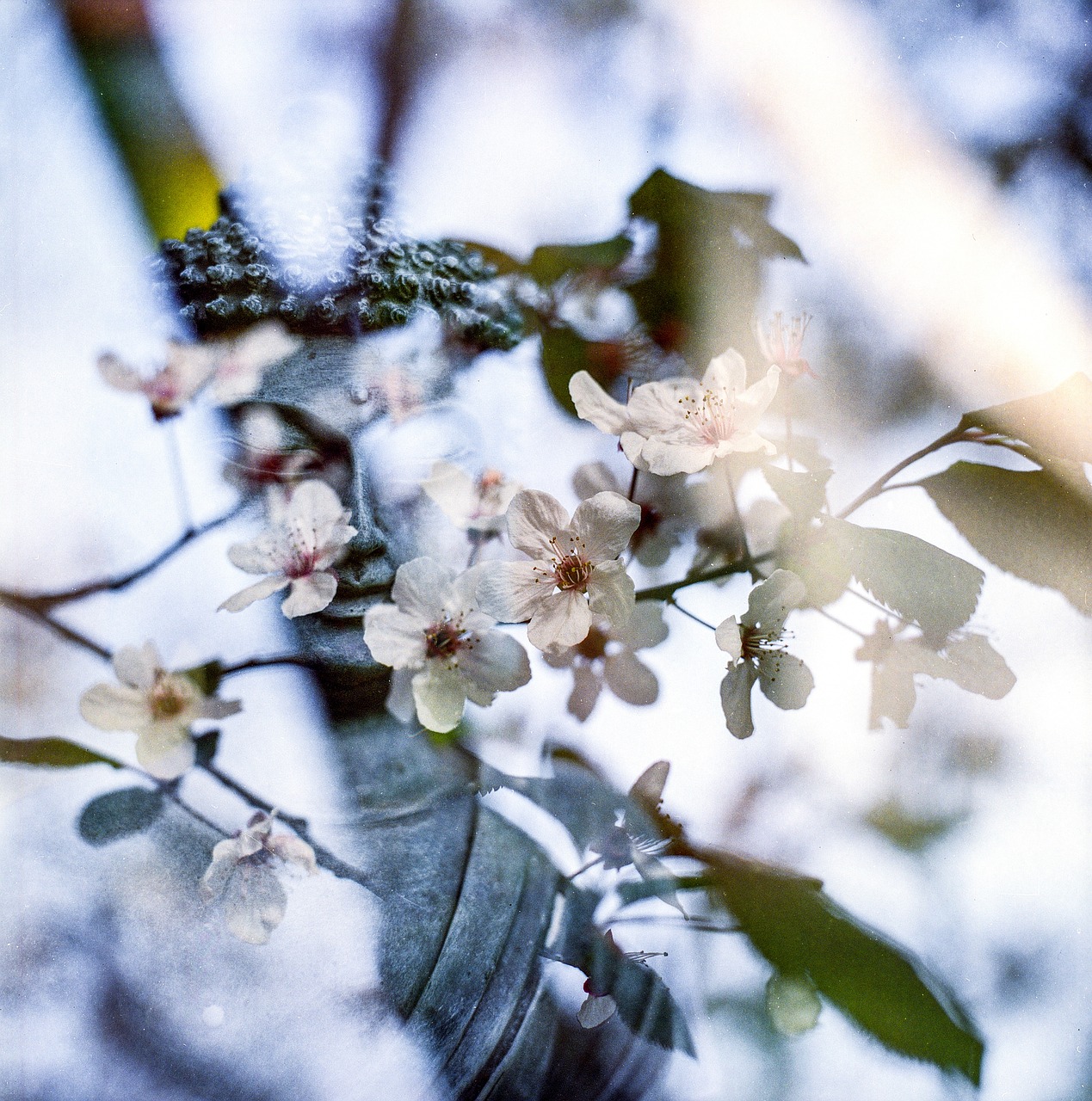 a close up of a vase with flowers in it, a picture, art photography, cherry blossom forest, 35mm double-exposure photo, bokeh. iridescent accents, on a planet of lush foliage
