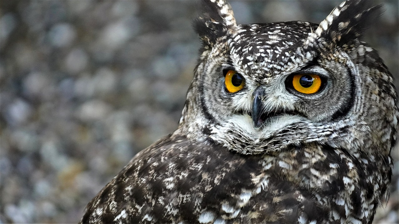 a close up of an owl with yellow eyes, by Edward Corbett, pixabay, photorealism, today\'s featured photograph 4k, speckled, serious business, grizzled