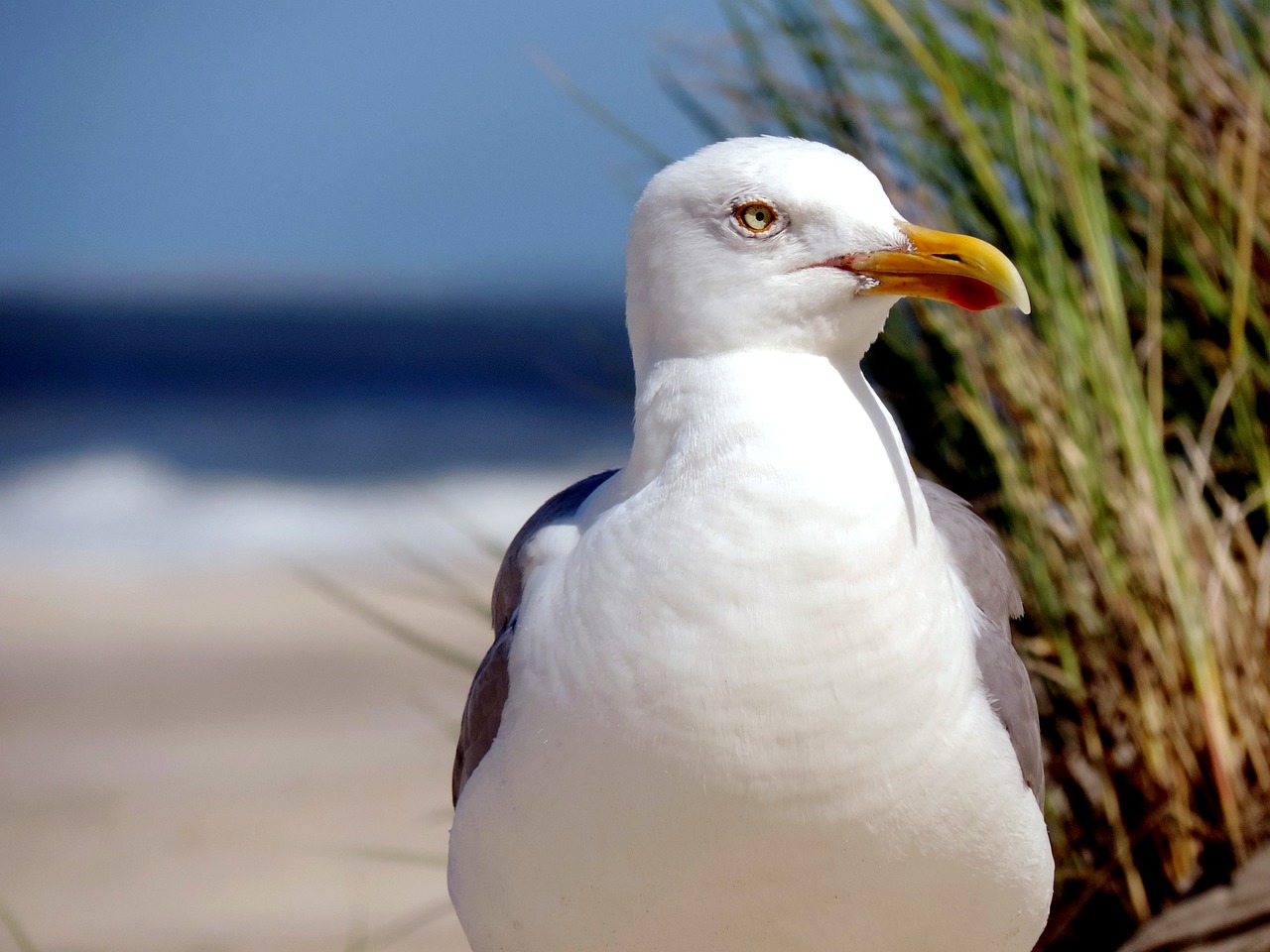 a close up of a seagull on a beach, a portrait, by David Garner, vacation photo, looking out at the ocean, a tall