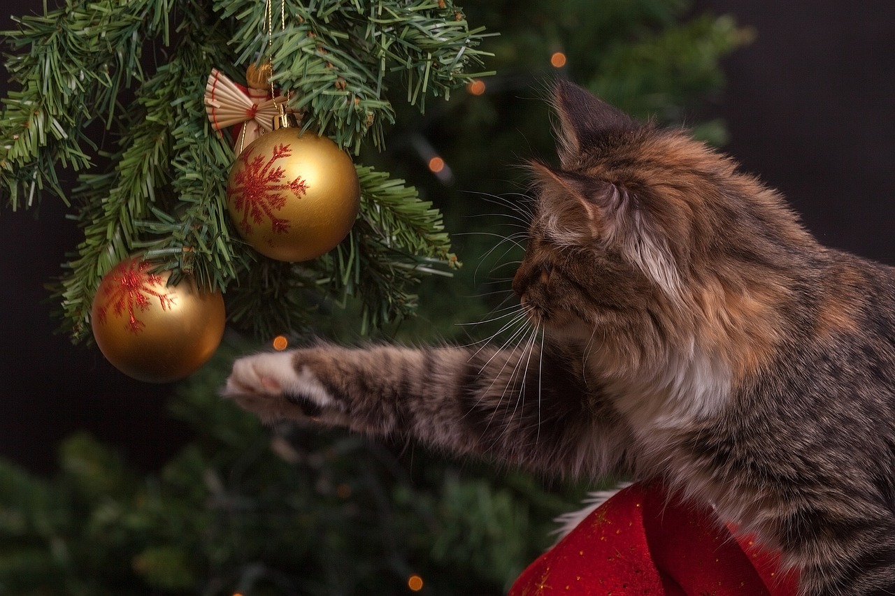 a cat reaching for a christmas ornament on a christmas tree, by Maksimilijan Vanka, pixabay, profile picture 1024px, detail, sakimi, maine coon