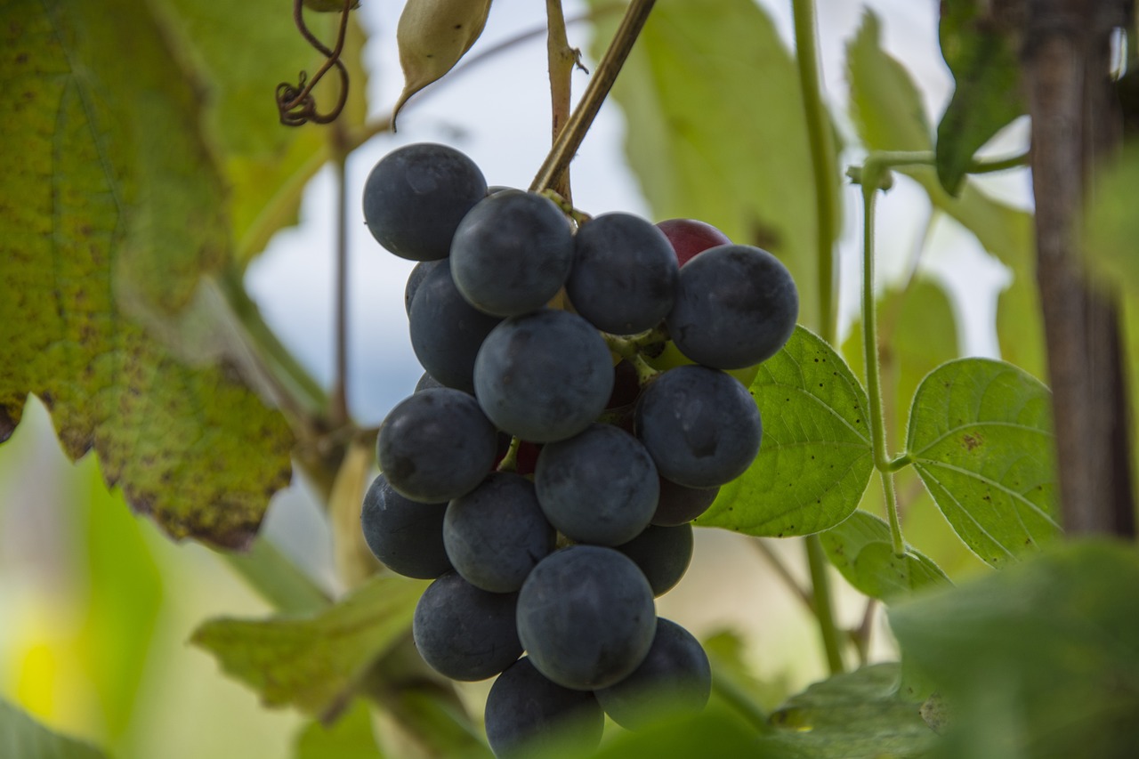 a bunch of grapes hanging from a vine, a portrait, shutterstock, indigo, hdr photo, idaho, close up iwakura lain