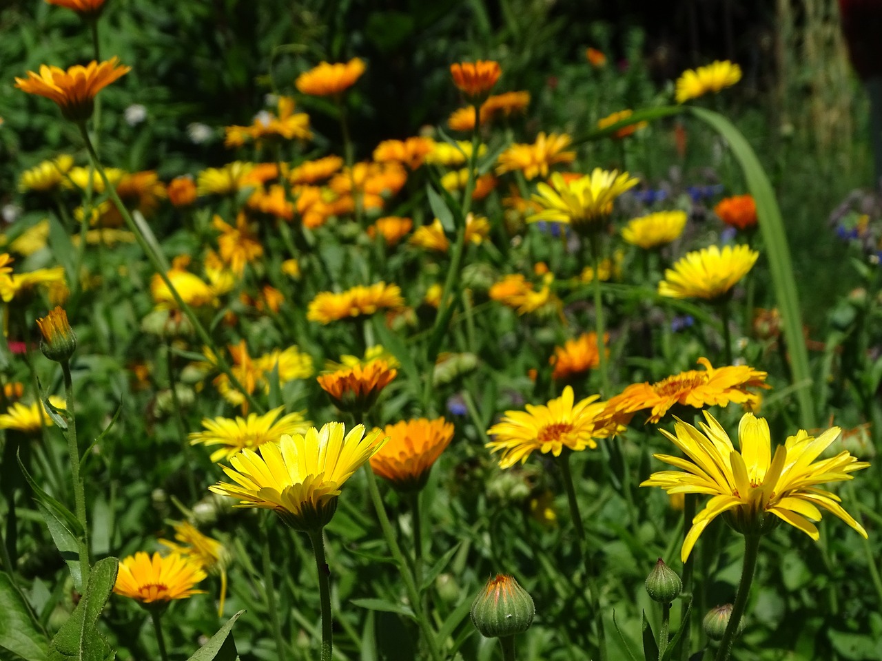a field of yellow flowers on a sunny day, a picture, figuration libre, orange blooming flowers garden, lying on a bed of daisies, permaculture, vivid colors!