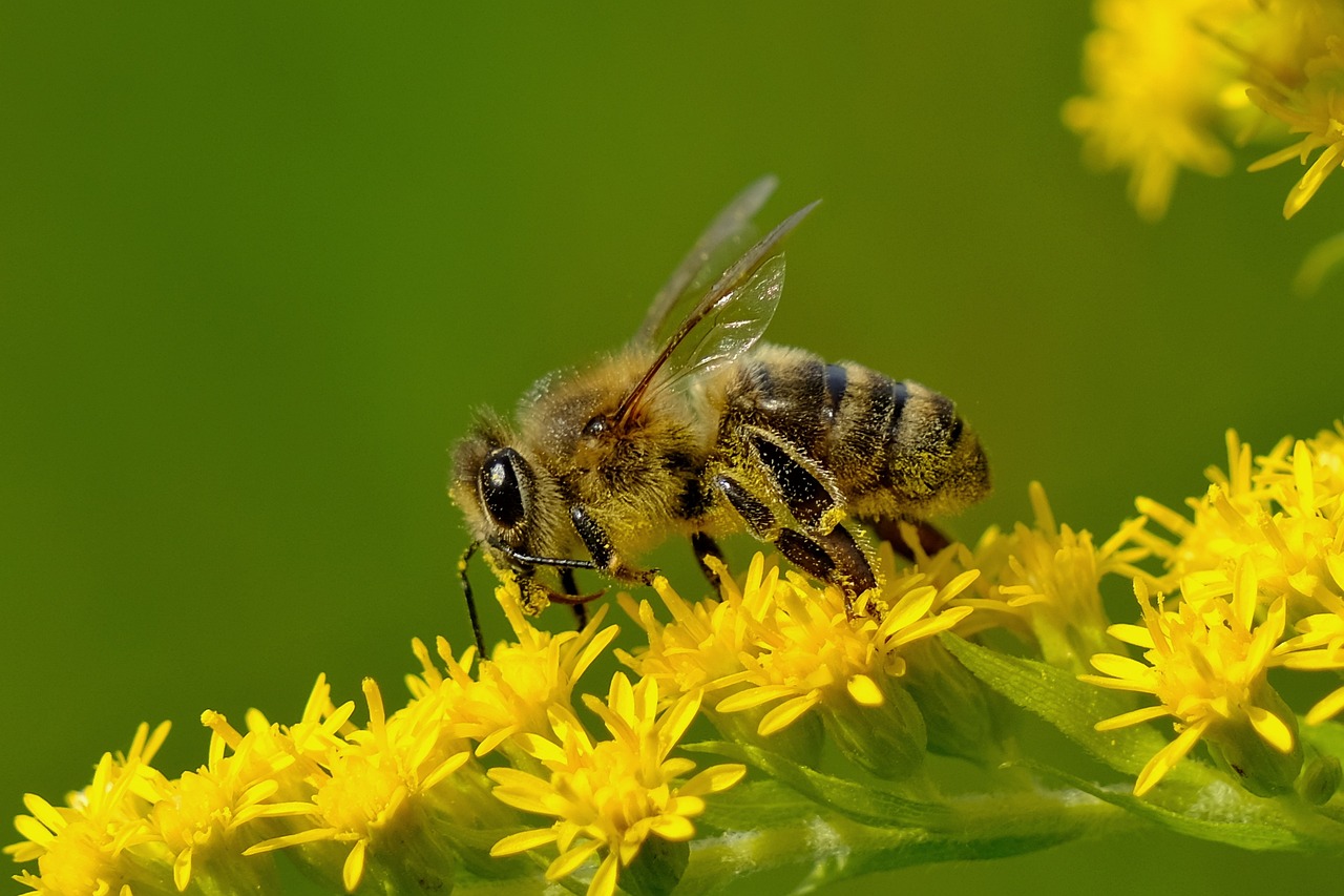 a close up of a bee on a yellow flower, by Erwin Bowien, shutterstock, renaissance, super detailed picture, goat, stock photo