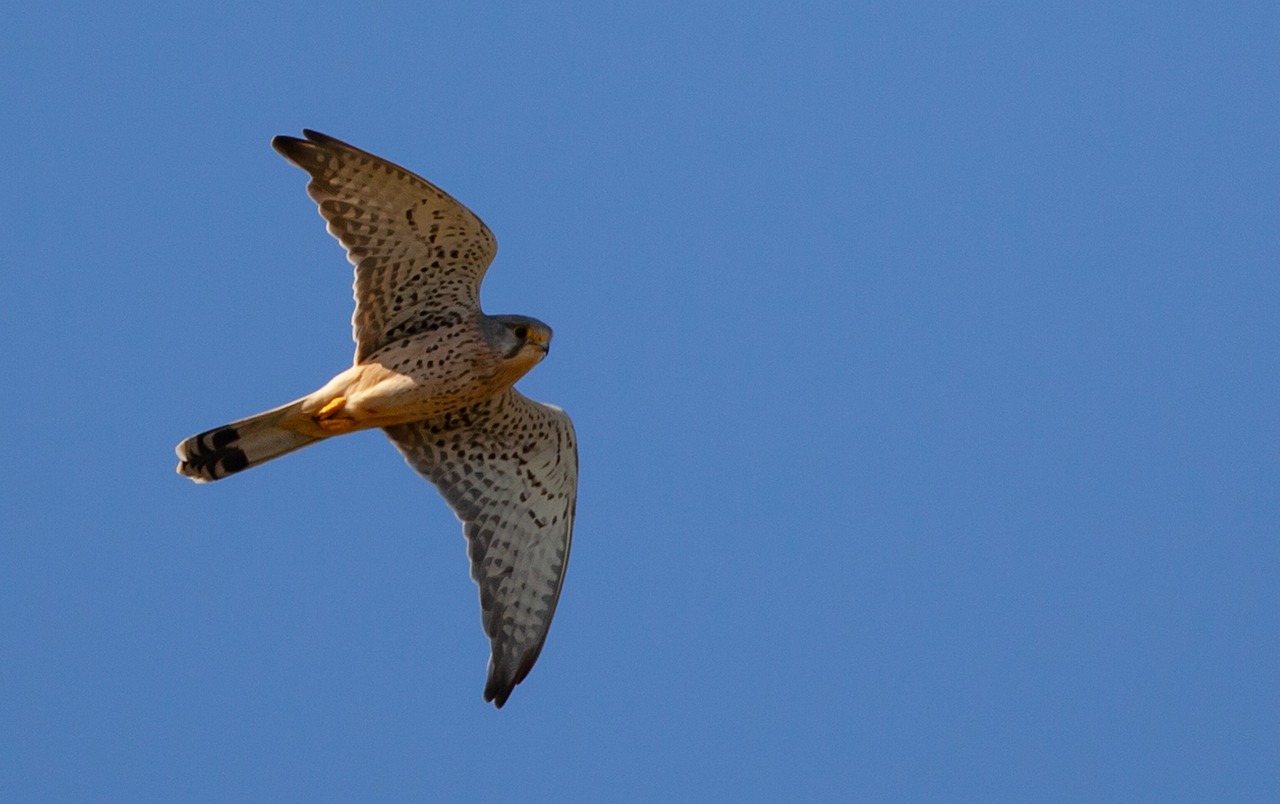 a bird that is flying in the sky, by Jan Rustem, flickr, hurufiyya, falcon, flat triangle - shaped head, sigma 200mm, speckled