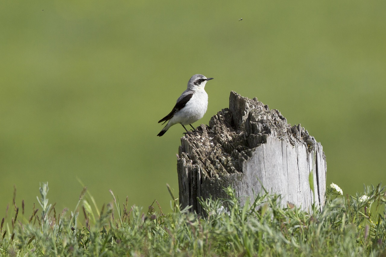 a small bird sitting on top of a tree stump, a picture, by Istvan Banyai, meadows, the shrike, hi resolution, various posed