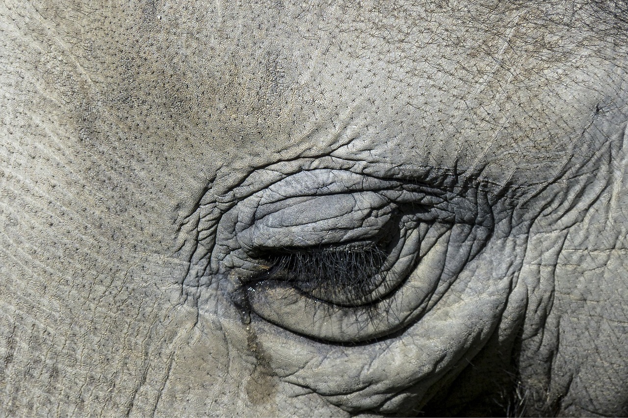 a close up of the eye of an elephant, a portrait, by Amédée Ozenfant, shutterstock, wrinkled face, rhino, close - up profile face, high angle closeup portrait