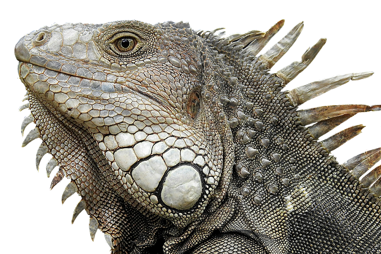 a close up of a lizard on a black background, by Matt Stewart, photorealism, iguana, finely detailed face features, frans lanting, intricate detail realism hdr