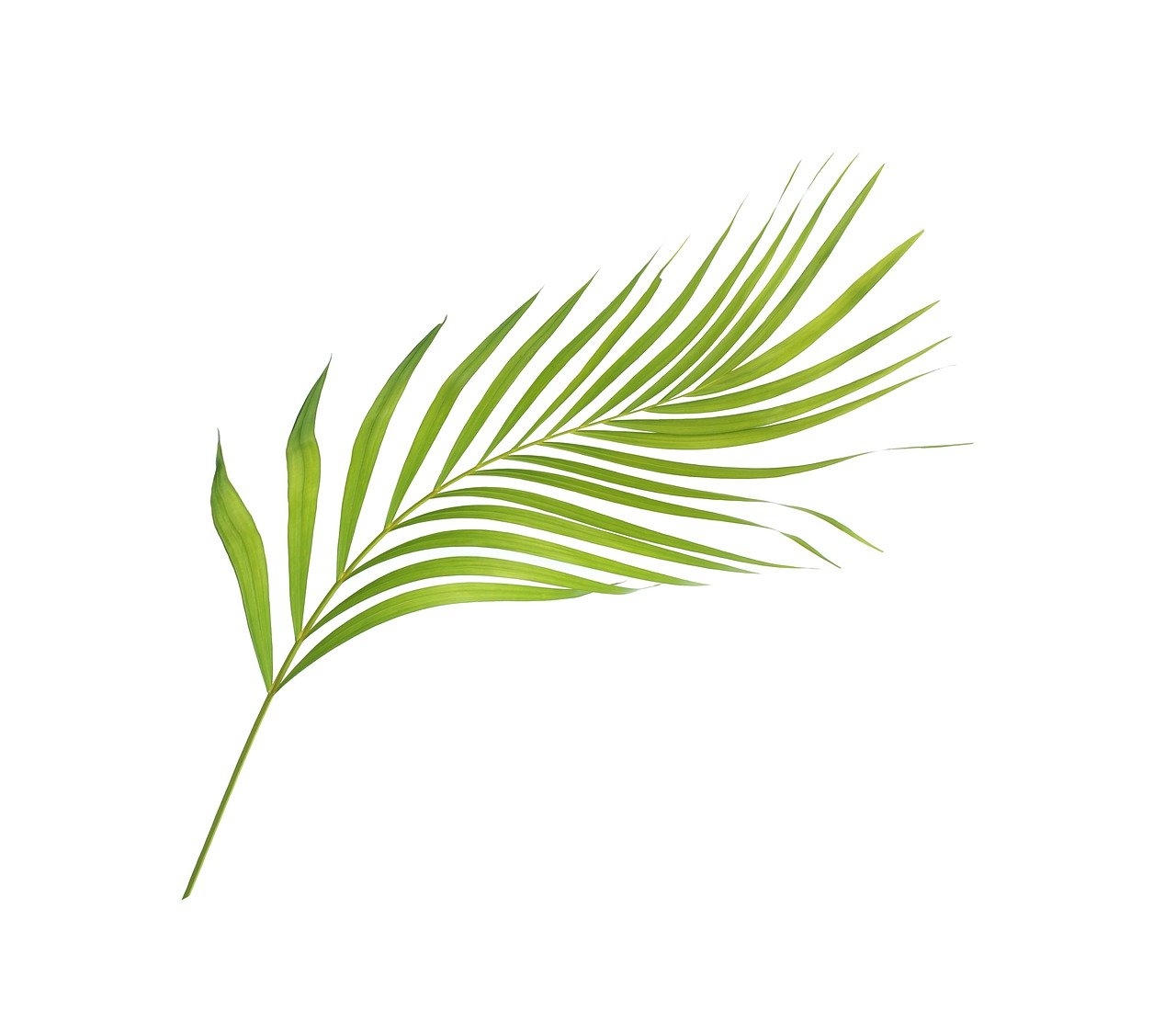 a green palm leaf on a white background, an illustration of, by Maeda Masao, shutterstock, isolated on white background, right side composition, top down shot, colored accurately