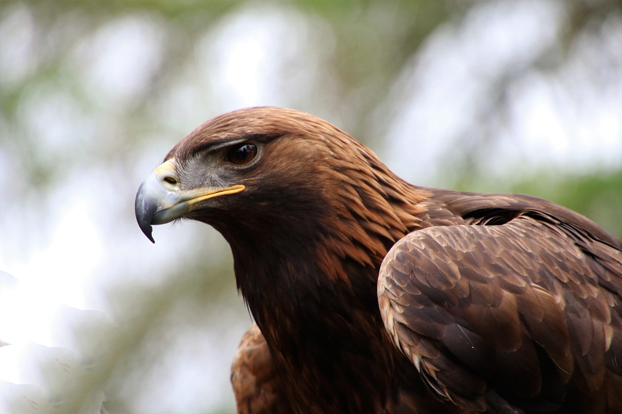 a close up of a bird of prey with trees in the background, pexels, hurufiyya, eagle feather, gold, version 3, phoenix warrior